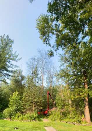 red machinery in trees
